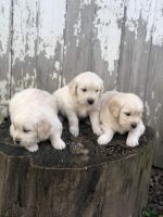 Golden Retriever Puppies for sale in Mt Orab, OH 45154, USA. price: NA
