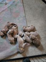 Golden Retriever Puppies for sale in Moriarty, NM 87035, USA. price: NA