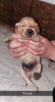 Golden Retriever Puppies for sale in Holland, MI 49423, USA. price: NA