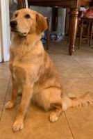 Golden Retriever Puppies for sale in Wellington, FL, USA. price: NA