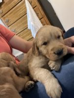 Golden Retriever Puppies for sale in Whitesboro, TX 76273, USA. price: NA