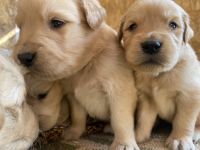 Golden Retriever Puppies for sale in 21971 Nance St, Perris, CA 92570, USA. price: NA