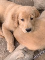 Golden Retriever Puppies for sale in Maggie Valley, NC, USA. price: NA