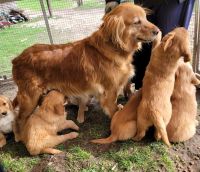 Golden Retriever Puppies for sale in Newaygo, MI 49337, USA. price: NA