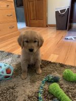 Golden Retriever Puppies for sale in Suffield, CT, USA. price: NA