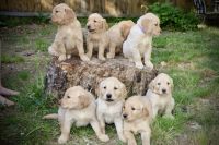 Golden Retriever Puppies for sale in Greenville, SC, USA. price: NA