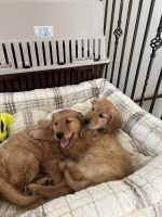 Golden Retriever Puppies for sale in Rapid City, SD, USA. price: NA