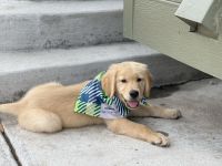 Golden Retriever Puppies for sale in 7821 E 139th Ave, Thornton, CO 80602, USA. price: NA