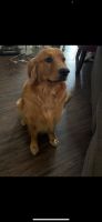 Golden Retriever Puppies for sale in Keller, TX 76244, USA. price: NA