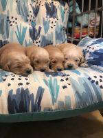 Golden Retriever Puppies for sale in Stokesdale, NC, USA. price: NA