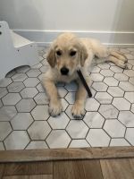 Golden Retriever Puppies for sale in Versailles, OH 45380, USA. price: NA