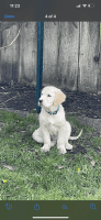 Golden Retriever Puppies for sale in Medford, OR, USA. price: NA