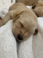 Golden Retriever Puppies for sale in West Palm Beach, FL, USA. price: NA