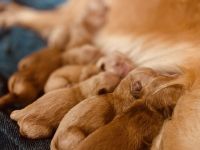 Golden Retriever Puppies for sale in Mena, AR 71953, USA. price: NA