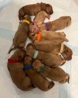 Golden Retriever Puppies for sale in Fort Collins, CO, USA. price: NA