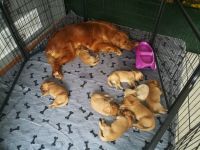 Golden Retriever Puppies for sale in Allegan, MI 49010, USA. price: NA
