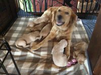 Golden Retriever Puppies for sale in Augusta, WI 54722, USA. price: NA