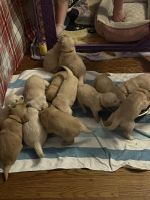 Golden Retriever Puppies for sale in 1227 Harrison St, Bristol, PA 19007, USA. price: NA