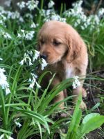 Golden Retriever Puppies for sale in Hillsboro, OR, USA. price: NA