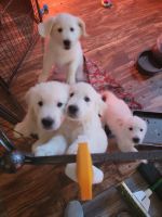 Golden Retriever Puppies for sale in Antelope, CA, USA. price: NA