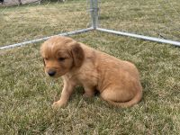 Golden Retriever Puppies for sale in Olathe, CO 81425, USA. price: NA