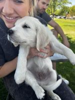 Golden Retriever Puppies for sale in St. George, UT, USA. price: NA