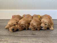 Golden Retriever Puppies Photos