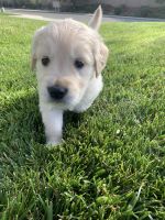 Golden Retriever Puppies for sale in Riverside, CA 92508, USA. price: NA