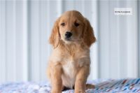 Golden Retriever Puppies for sale in 3770 Stauss Ct, Antelope, CA 95843, USA. price: NA