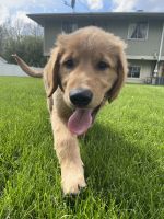 Golden Retriever Puppies for sale in Richmond, IN 47374, USA. price: NA
