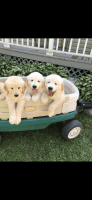 Golden Retriever Puppies for sale in Robbins, NC, USA. price: NA