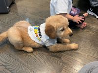 Golden Retriever Puppies for sale in Chicago, IL, USA. price: NA