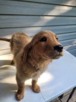 Golden Retriever Puppies for sale in Dunnegan, MO 65640, USA. price: NA
