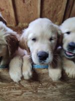 Golden Retriever Puppies for sale in Wildwood, FL, USA. price: NA