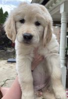 Golden Retriever Puppies for sale in Canonsburg, PA, USA. price: NA