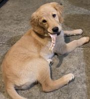 Golden Retriever Puppies for sale in Watson, IN 47130, USA. price: NA