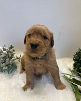 Golden Retriever Puppies for sale in Sun Valley, Los Angeles, CA, USA. price: NA