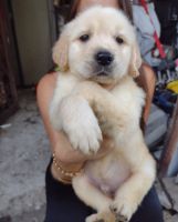 Golden Retriever Puppies for sale in Massillon, OH 44647, USA. price: NA