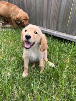 Golden Retriever Puppies for sale in Houston, TX, USA. price: NA