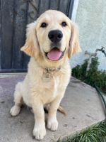 Golden Retriever Puppies for sale in Fresno, CA, USA. price: NA