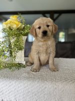 Golden Retriever Puppies for sale in Warsaw, NY 14569, USA. price: NA