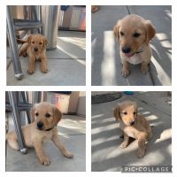Golden Retriever Puppies for sale in Winchester, CA, USA. price: NA