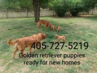 Golden Retriever Puppies for sale in Oklahoma City, OK, USA. price: NA