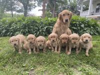 Golden Retriever Puppies for sale in Everest, KS 66424, USA. price: NA
