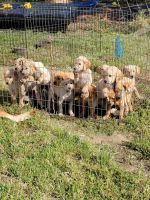 Golden Retriever Puppies for sale in Galt, CA 95632, USA. price: NA