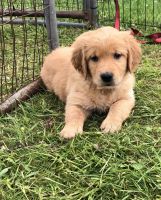 Golden Retriever Puppies for sale in Liberty, PA 16930, USA. price: NA