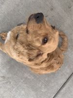 Golden Retriever Puppies for sale in Coeur d'Alene, ID, USA. price: NA