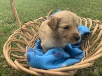 Golden Retriever Puppies for sale in Crescent City, FL 32112, USA. price: NA