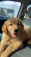 Golden Retriever Puppies for sale in Ontario, CA, USA. price: NA