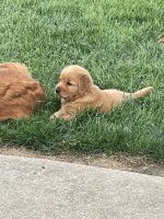 Golden Retriever Puppies for sale in Lynchburg, OH 45142, USA. price: NA